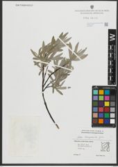 Foto von Salix schugnanica Goerz
